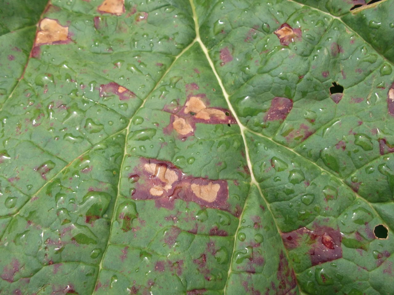 DSCF3346