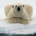 polar_narrowweb__300x387,0