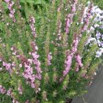 DSCF3543