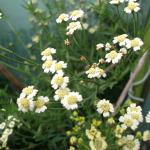 DSCF3549