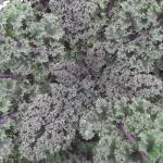 DSCF3590
