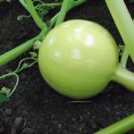 DSCF3717