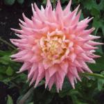 DSCF3746