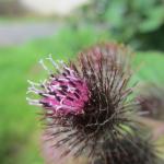2.IMG_1150