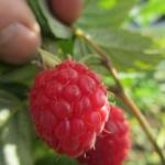 2.IMG_1155