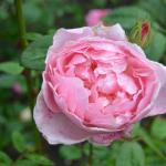 2.AAB_4424