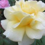2.IMG_1178