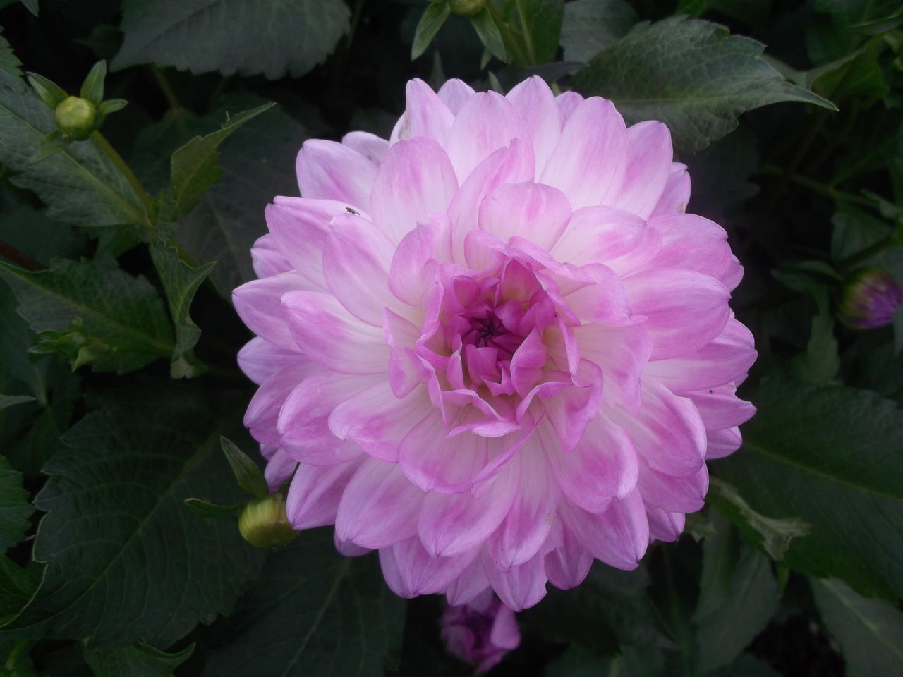 DSCF3945