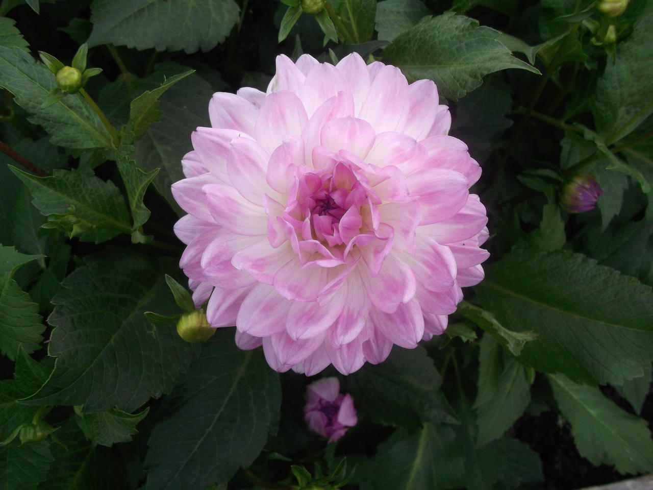 DSCF3946
