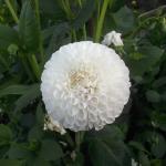 DSCF3948