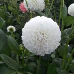 DSCF3949