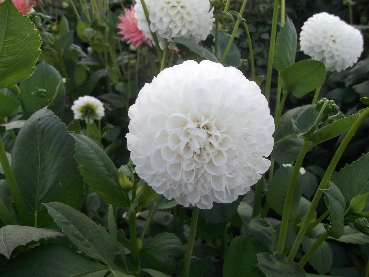 DSCF3949