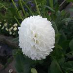 DSCF3950