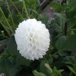 DSCF3951