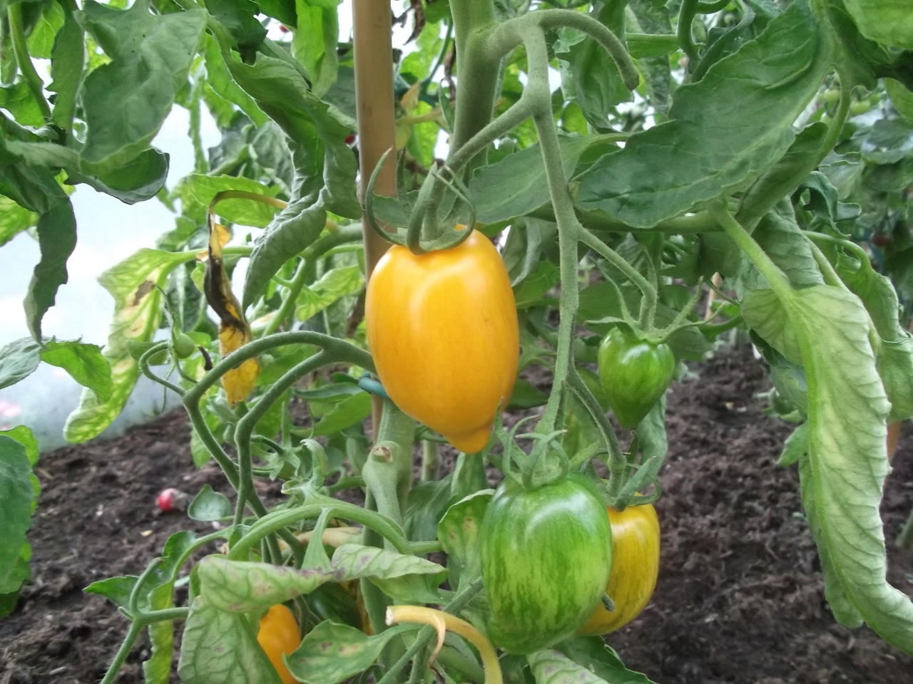 DSCF3957