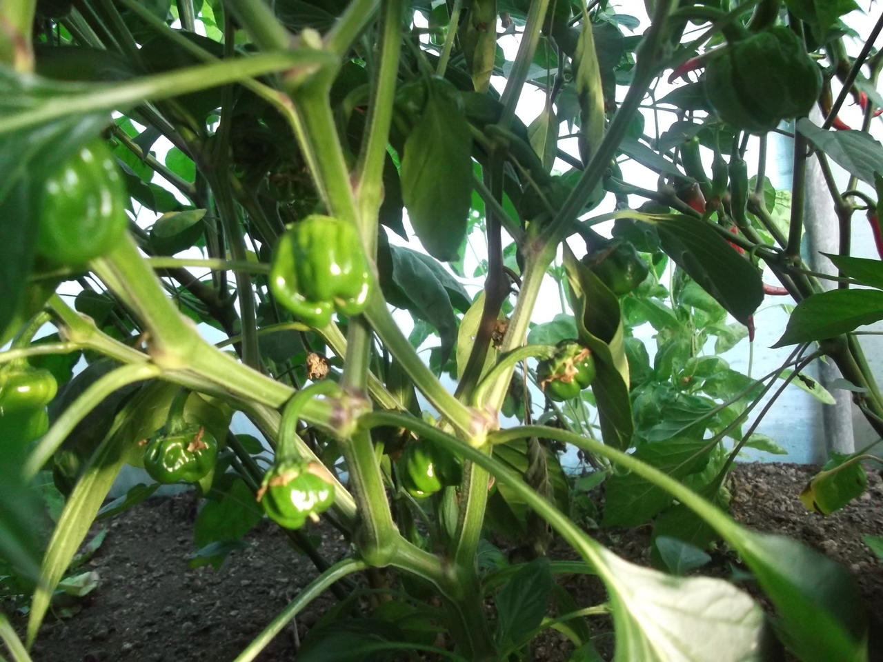 DSCF3965