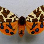 Garden Tiger Moth