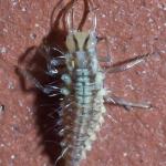 Lacewing Larva