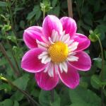 DSCF1104
