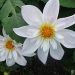 DSCF1106