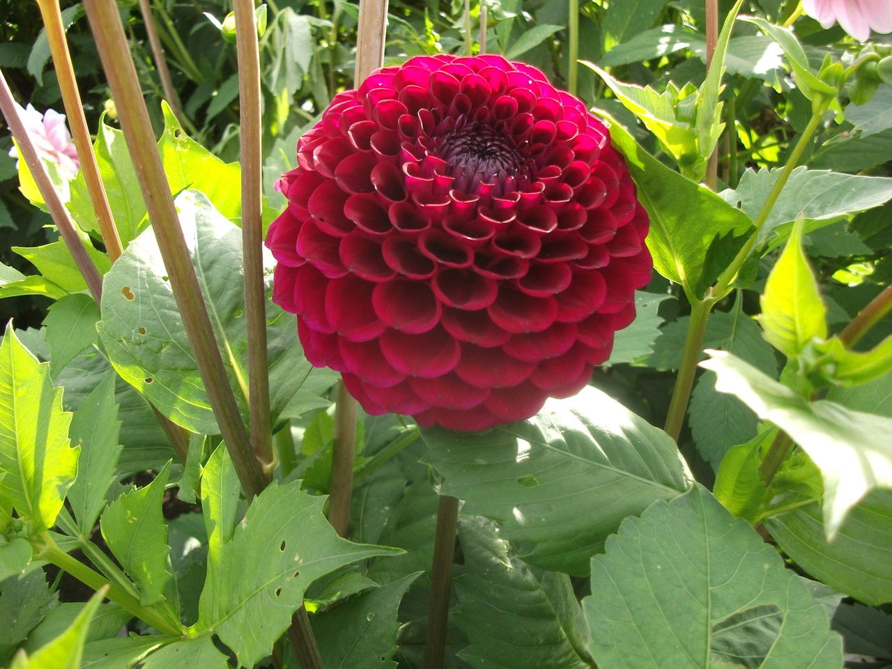 DSCF1107
