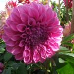 DSCF1108