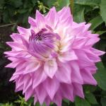 DSCF1110