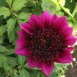 DSCF1115