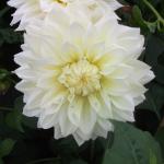 DSCF1153