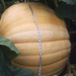 DSCF1169