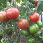 DSCF1185