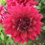 DSCF1208