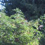 birds in elderberry trees 001