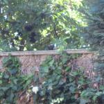 birds in elderberry trees 002