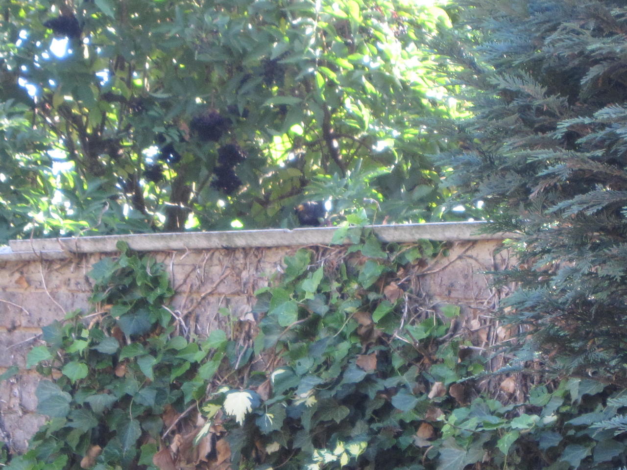 birds in elderberry trees 002