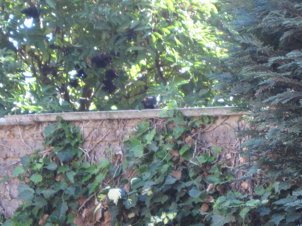 birds in elderberry trees 002
