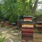 National Botanics  00061
