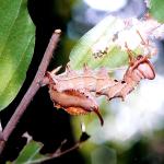 Lobster Moth larva
