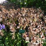 National Botanics 13.9.12 003