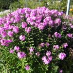 National Botanics 13.9.12 012