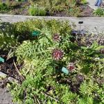 National Botanics 13.9.12 016
