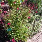 National Botanics 13.9.12 023