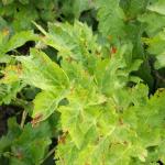 DSCF0027