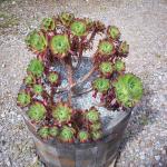 aeonium