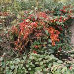 DSCF0097