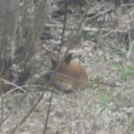 fox in neighbours yard #4