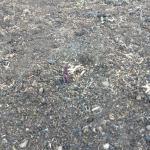DSCF4772