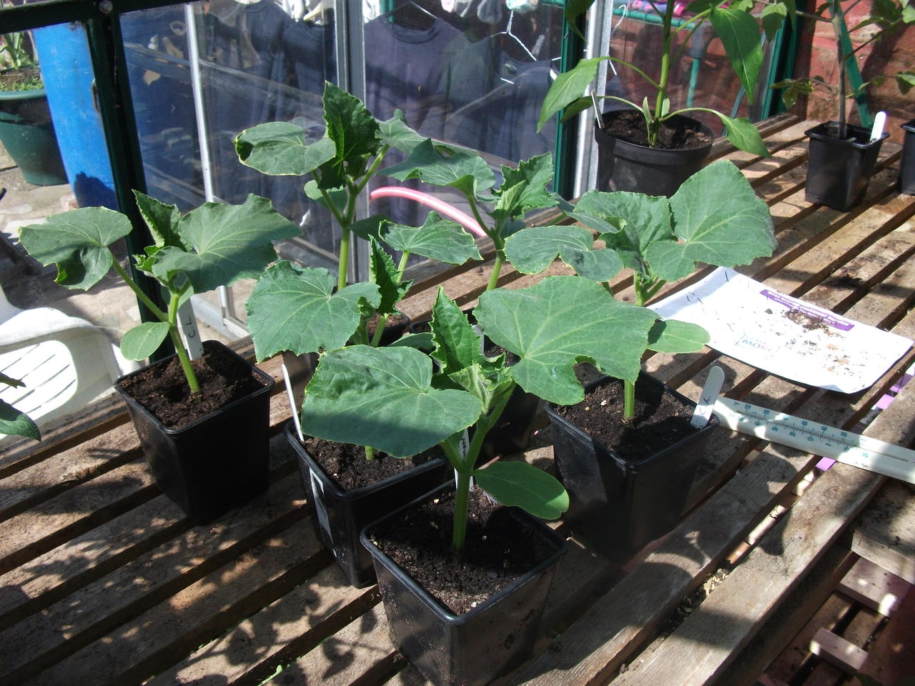 DSCF4808