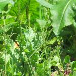 Arthur grden and allotment 007