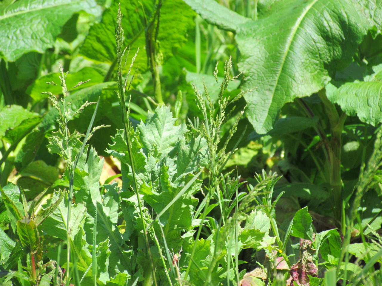 Arthur grden and allotment 007
